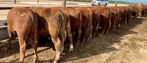 Fuerte rechazo a un planteo de productores de Irlanda que pidieron prohibir la carne argentina