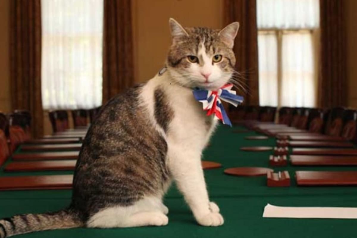 Desde la década de los 20 del siglo pasado, casi siempre hubo por lo menos un gato en Downing Street