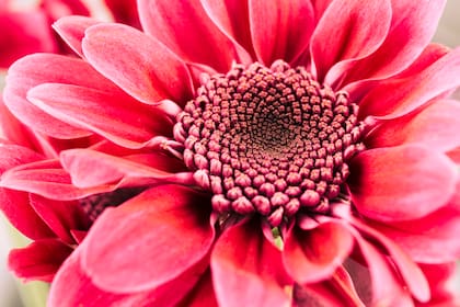 Desde la forma en que crecen las hojas en una planta hasta la secuencia del ADN, todo en la biología parece seguir principios matemáticos (Foto ilustrativa: Freepik)