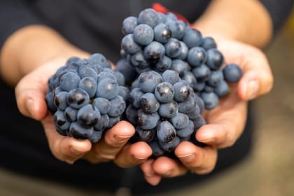 Desde la Patagonia, la producción vitivinícola busca posicionarse por su calidad