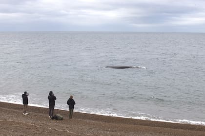 Desde la playa Las Canteras en El Doradillo se pueden ver las ballenas.