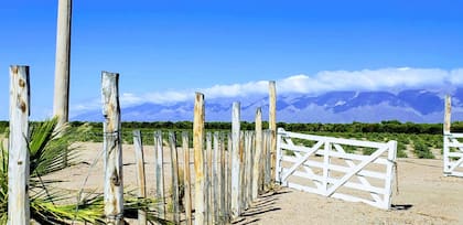 Desde La Rioja y al pie de las montañas, la jojoba llega vía la firma Tinocam.