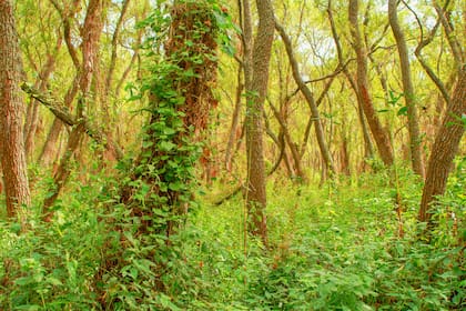 Desde los albardones hasta los declives y las zonas inundables, el parque posee bosques enfundados de enredaderas.