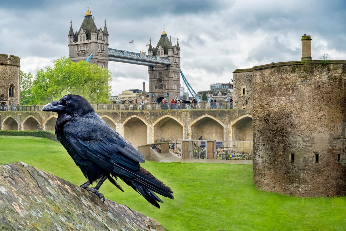Desde los tiempos de Carlos II de Inglaterra estas aves negras que cuestodian la Torre de Londres son meticulosamente cuidadas