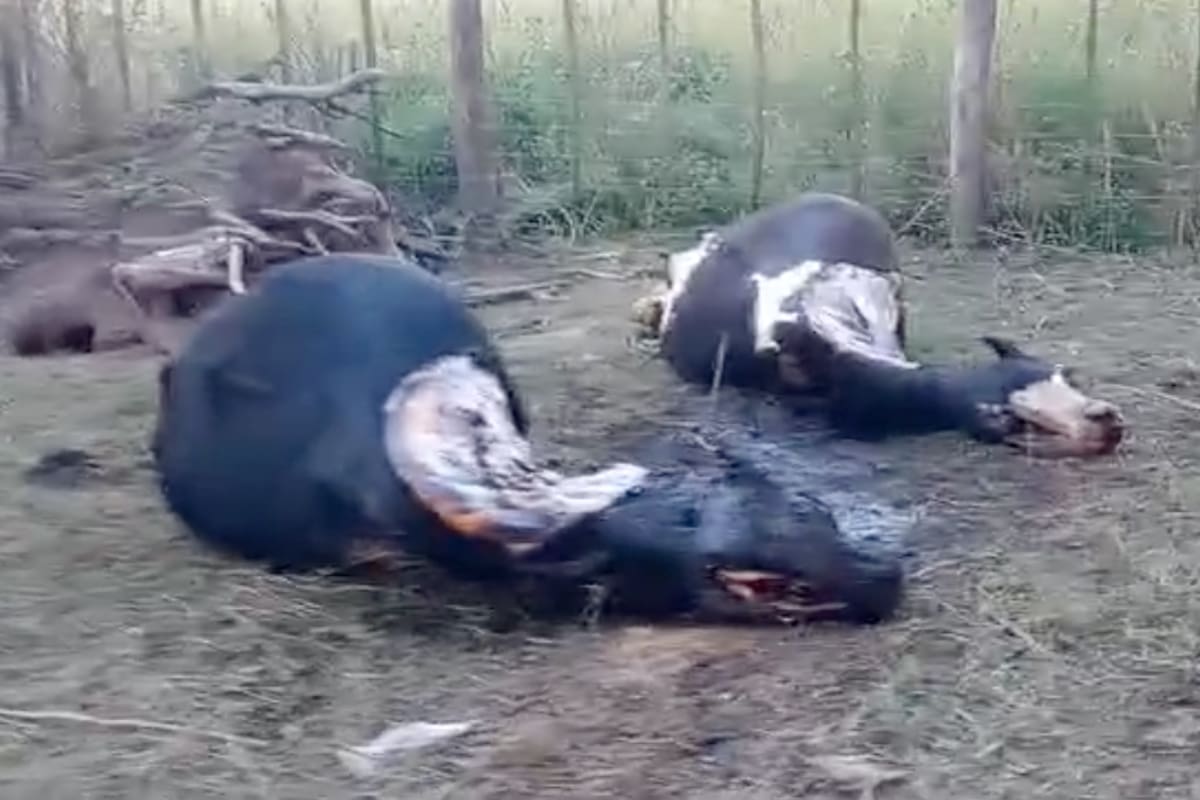 Desde marzo de 2023, al productor le faenaron ya el 50% de su producción de terneros y el 23% de las vacas