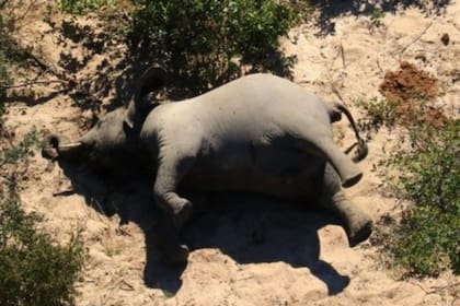 Desde mayo, cientos de elefantes aparecieron sin vida en Botswana, el país que conserva la tercera parte de la población de estos animales en el mundo