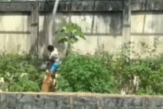 Qué pasará con la leona que atacó a un joven de 19 años y lo mató