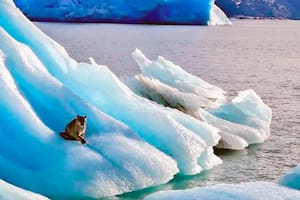 Desde Parques Nacionales informaron que tras explorar la zona del Lago Argentino no se detectaron rastros del puma por lo que creen que el felino volvió a su hábitat por sus medios