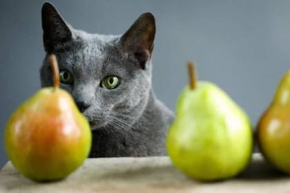 Desde pera a sandía, estas son las frutas que pueden comer estas mascotas