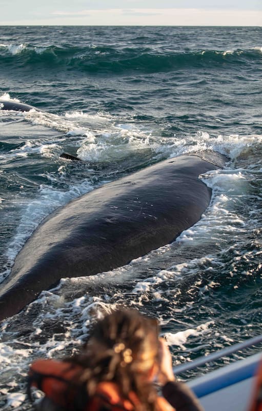 Desde Puerto Piramides salen excursiones para ver ballenas.