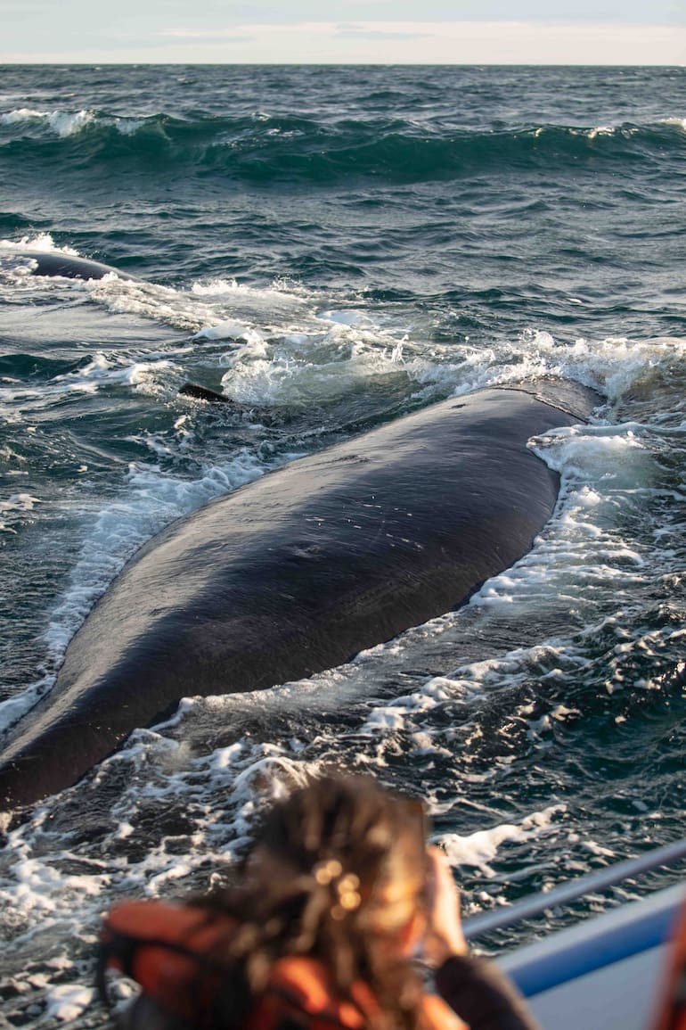Desde Puerto Piramides salen excursiones para ver ballenas.