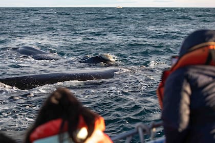 Desde Puerto Piramides salen la mayoría de las excursiones para ver ballenas.