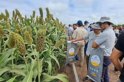 Desde RAGT Semillas señalaron que, con mejoras en el manejo, el cultivo podría duplicar sus rindes actuales