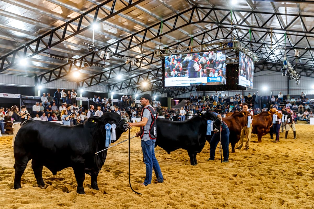 Desde Riachuelo-Corrientes y durante cinco días, se realizarán la 22° Exposición Nacional Braford y la 13° Exposición Nacional del ternero Braford; 55° Gran Nacional Brangus, la 19° Exposición Nacional del Ternero, la 23° Exposición Nacional Brahman y la Exposición Nacional A de Caballos Criollos