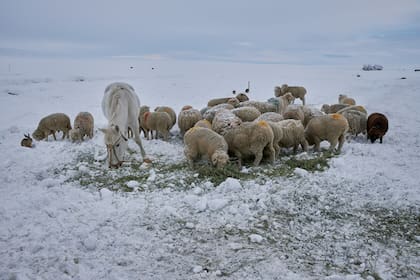 Desde Santa Cruz advirtieron que la cantidad de nieve acumulada “es mucha” y solicitaron que la gente “trate de extremar las medidas de seguridad” porque la ola polar va a continuar
