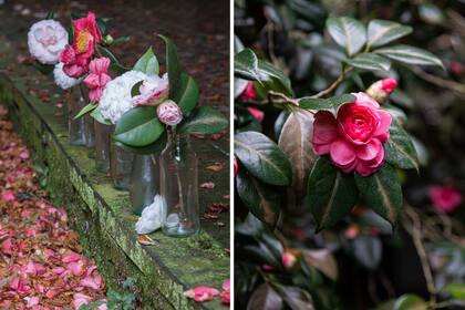 Desde su llegada a Occidente, las camelias sorprendieron por su forma, simetría y diversidad de colores. Se identificaron con los ideales de belleza floral victoriana.