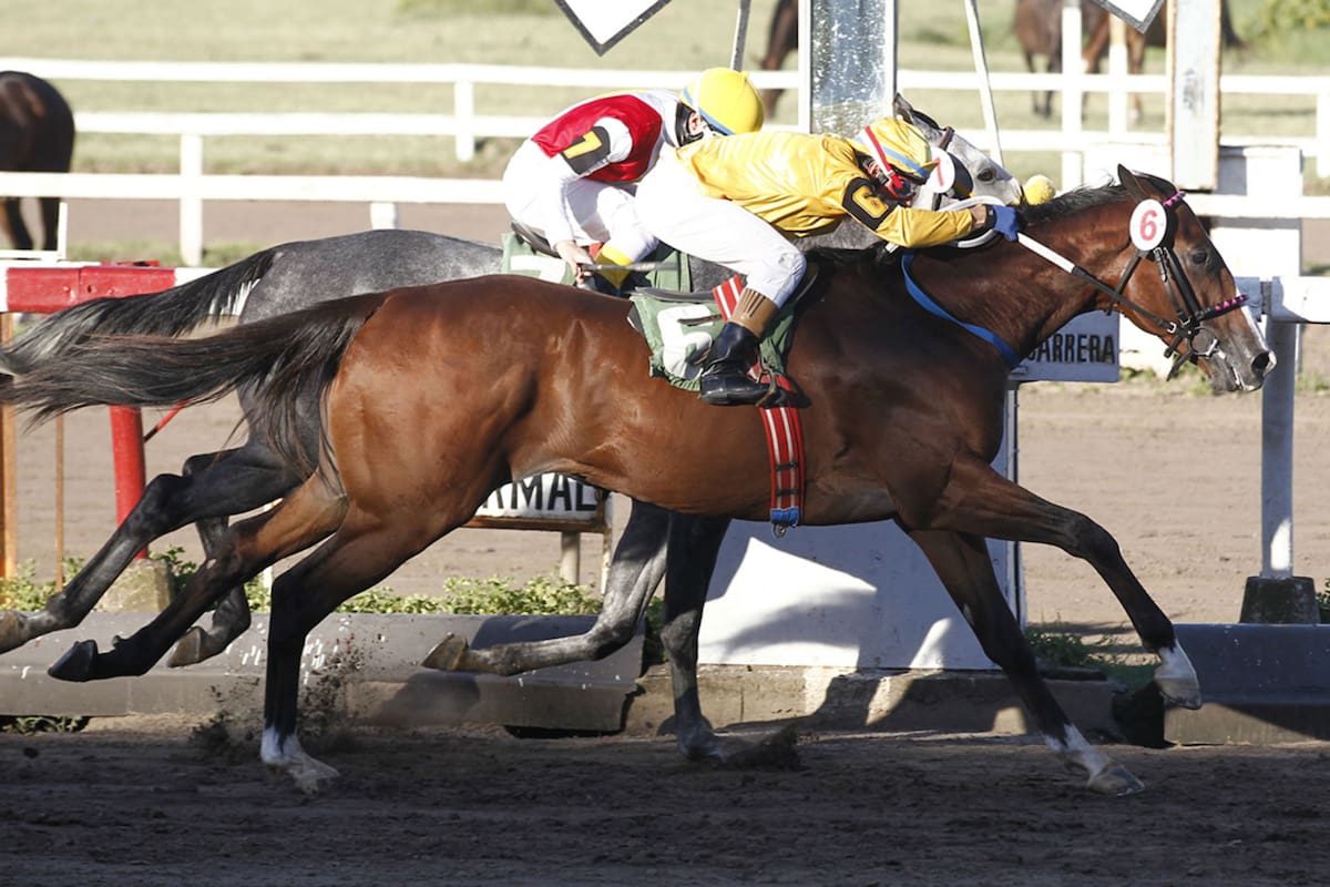 Desde sus triunfos como potrillo en La Plata, Harlans Blue se mostró como un caballo de valor