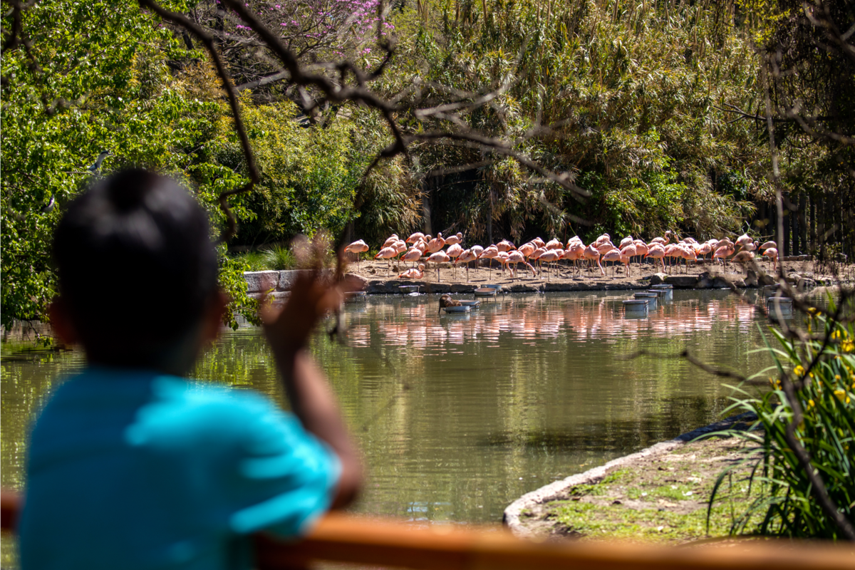 Desde un mirador se pueden observar a los flamencos que aún residen en el Ecoparque de la ciudad