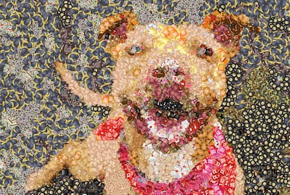 Desde un perro hasta un clásico cuadro de arte, esta aplicación todo lo transforma en emojis.