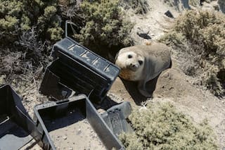 La dramática situación que viven los animales en una playa de Península Valdés