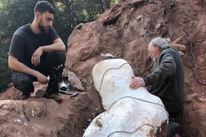 Desentierran en Francia un titanosaurio de 10 metros de largo en perfecto estado