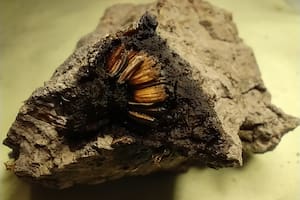 Desentierran en San Pedro una flor de hace 1000 años en perfecto estado de conservación