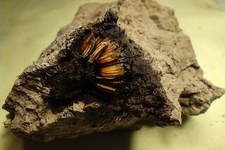Encontraron una flor de 1000 años y los paleontólogos no salen de su asombro