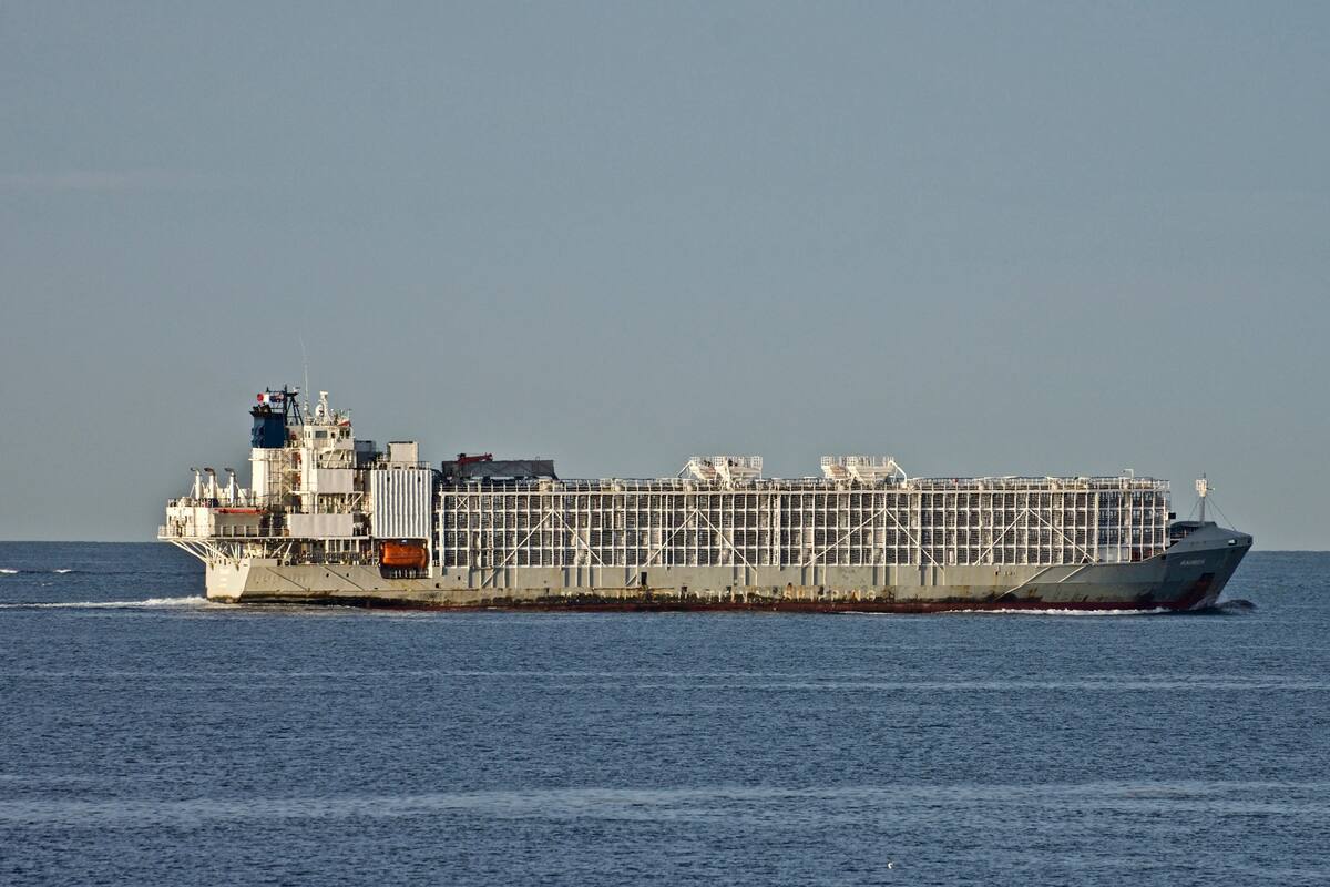 Desesperación en Japón: se hundió un barco con 43 tripulantes y 6000 vacas