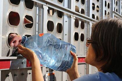 Desesperado, el cerdo había sacado el hocico para beber directamente de la botella.