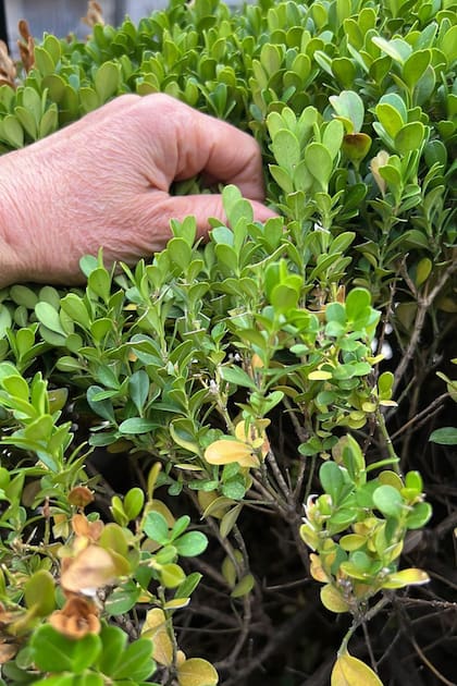 Desinfectar los elementos de jardinería es una de las claves para combatir el hongo
