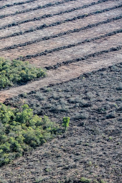 Tierra arrasada y especies en riesgo: viaje a la zona cero de la deforestación en la Argentina