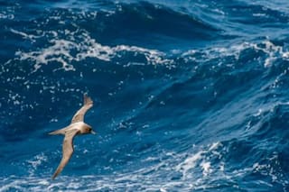 Desplazadas por El Niño, las aves marinas sudamericanas migran a Panamá