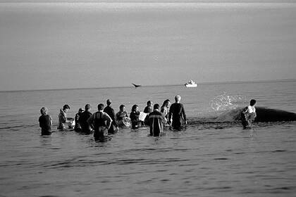 Después de 12 horas de arduo trabajo Garra regresó al mar