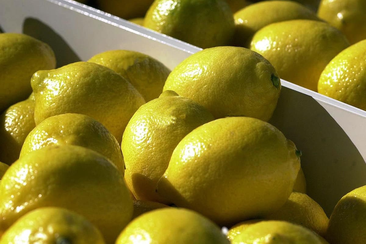 Después de 16 años se vuelven a exportar limones a EE.UU.
