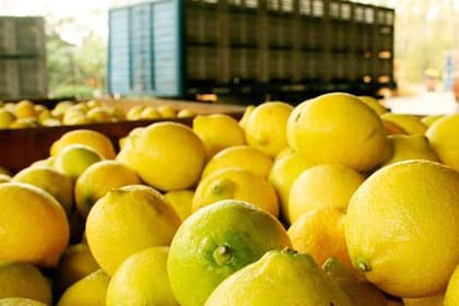 Después de 20 años, la Argentina podrá exportar limones a China