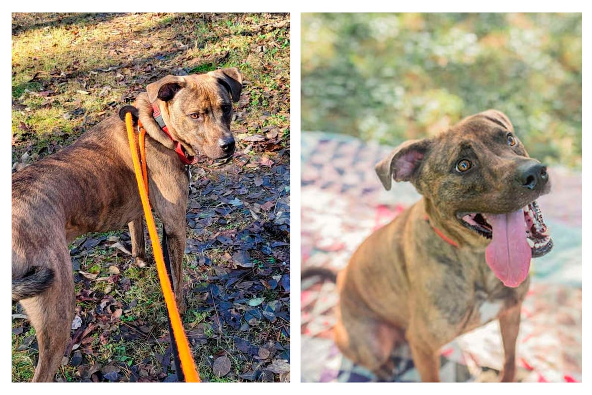 Después de 265 días en el refugio, Big Mac fue adoptado y así se refleja en el cambio de su expresión