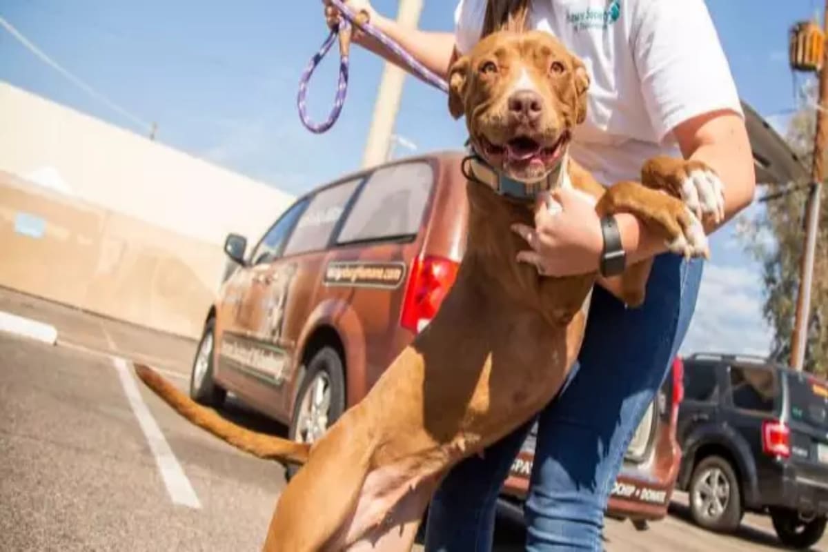 Después de 400 días en un refugio, Lola, una pitbull de dos años, fue adoptada por una familia. Las fotos de la mascota demuestran la felicidad de haber encontrado un nuevo hogar