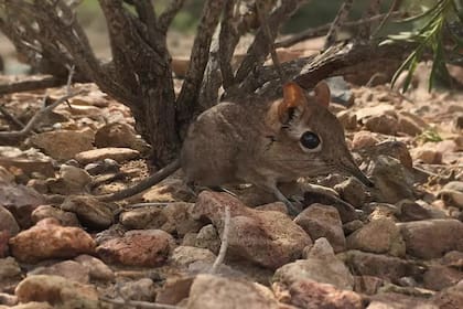 Después de 50 años de darla por perdida, apareció una musaraña elefante en Somalía