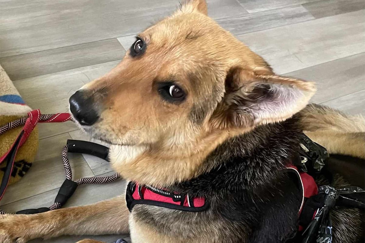 Después de caminar sola durante meses con un muñeco como única compañía, la perrita encontró un hogar