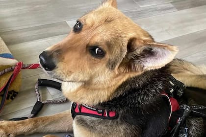 Después de caminar sola durante meses con un muñeco como única compañía, la perrita encontró un hogar