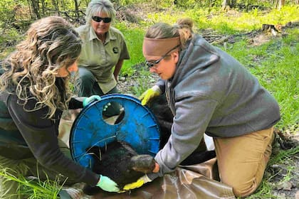 Después de dos años de búsqueda, un oso negro fue capturado y liberado de una tapa de plástico