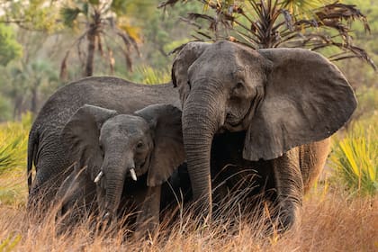Después de la guerra, las hembras sobrevivientes sin colmillos transmitieron sus genes con resultados tan esperados como sorprendentes. Cerca de la mitad de sus hijas no tenían colmillos
