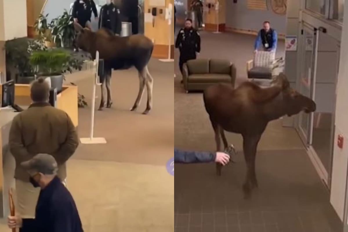 Después de la maniobra de un paciente, el alce fue retirado del hospital por el personal de seguridad
