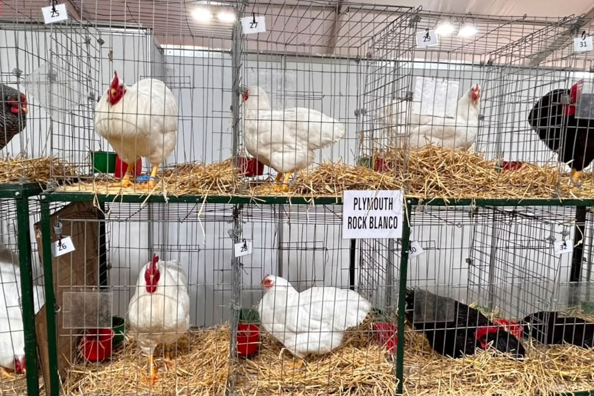 Después de la pandemia y la emergencia sanitaria por la gripe aviar, volvieron las aves a la Exposición Rural de Palermo