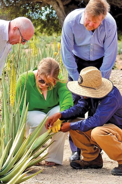 Después de la visita guiada por la plantación, la princesa puso manos a la obra: cortó varias hojas de aloe vera, asesorada por un experto