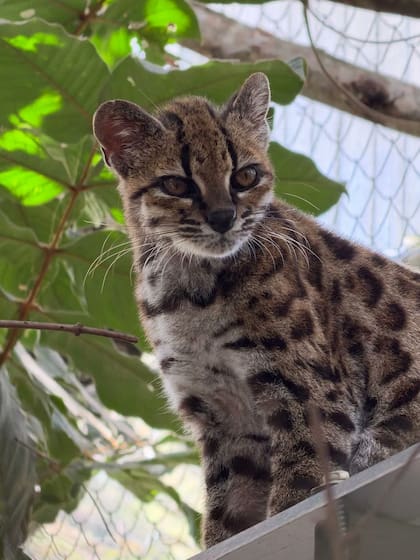 Después de más de 100 años, identifican una nueva especie de felino: mide 46 centímetros y vive entre las nubes