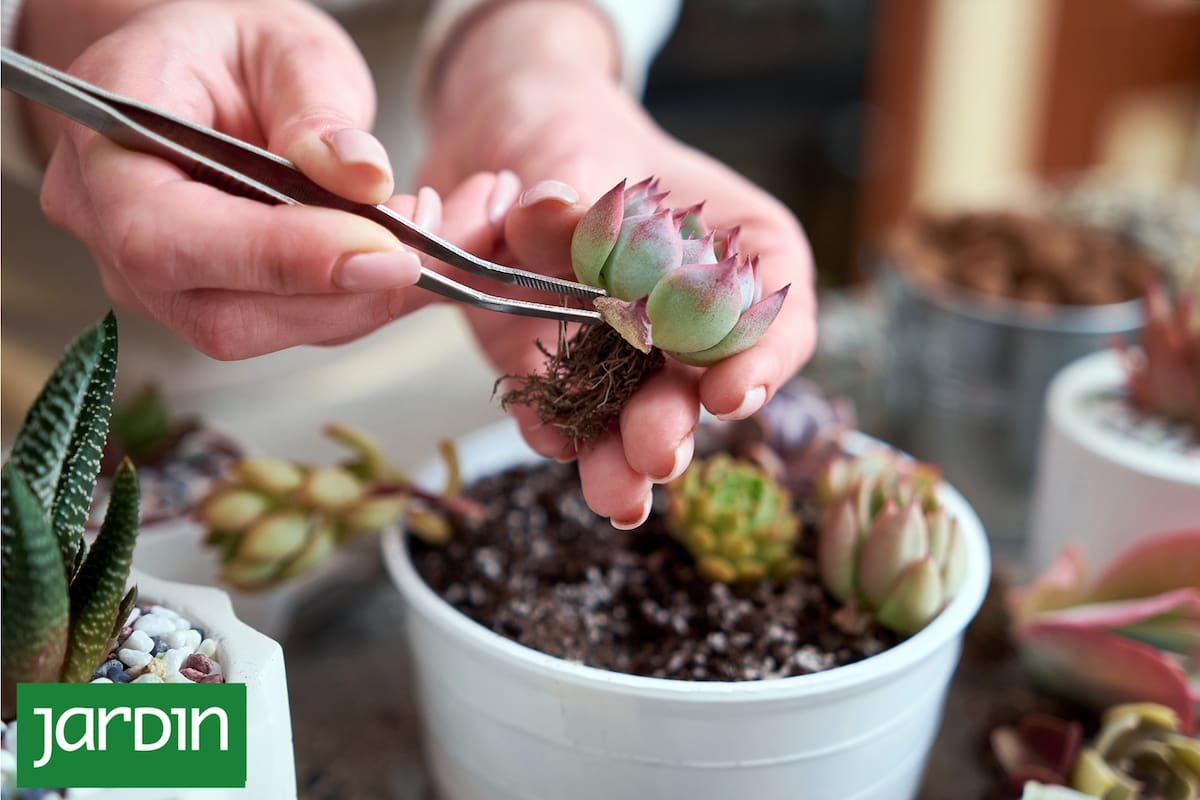Resgate suas suculentas: um plano de outono para reviver cactos e plantas desmaiadas
