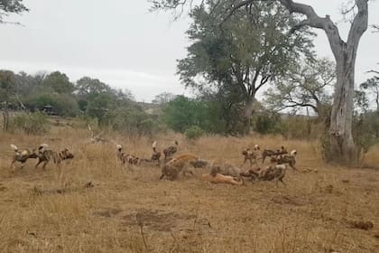Después de que los perros salvajes expulsaron al jaguar, llegaron las hienas y se hicieron con la presa, que todavía estaba viva