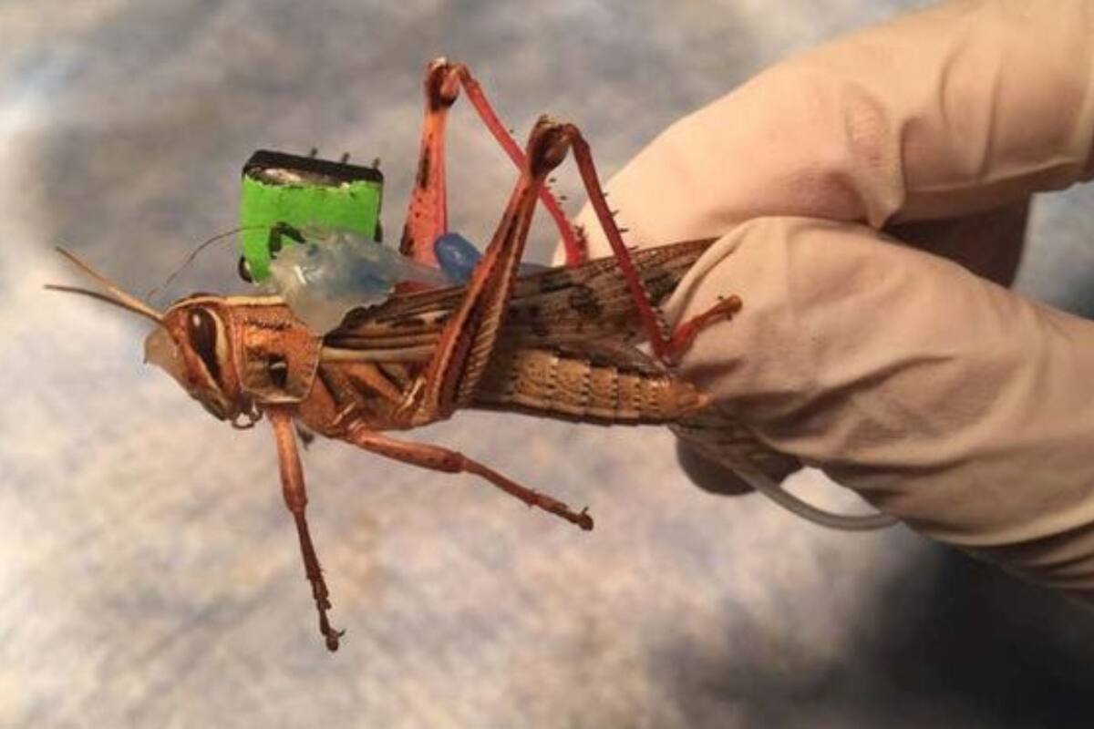 Después de trabajar olfateando durante siete horas, los saltamontes quedan agotados hasta que finalmente mueren