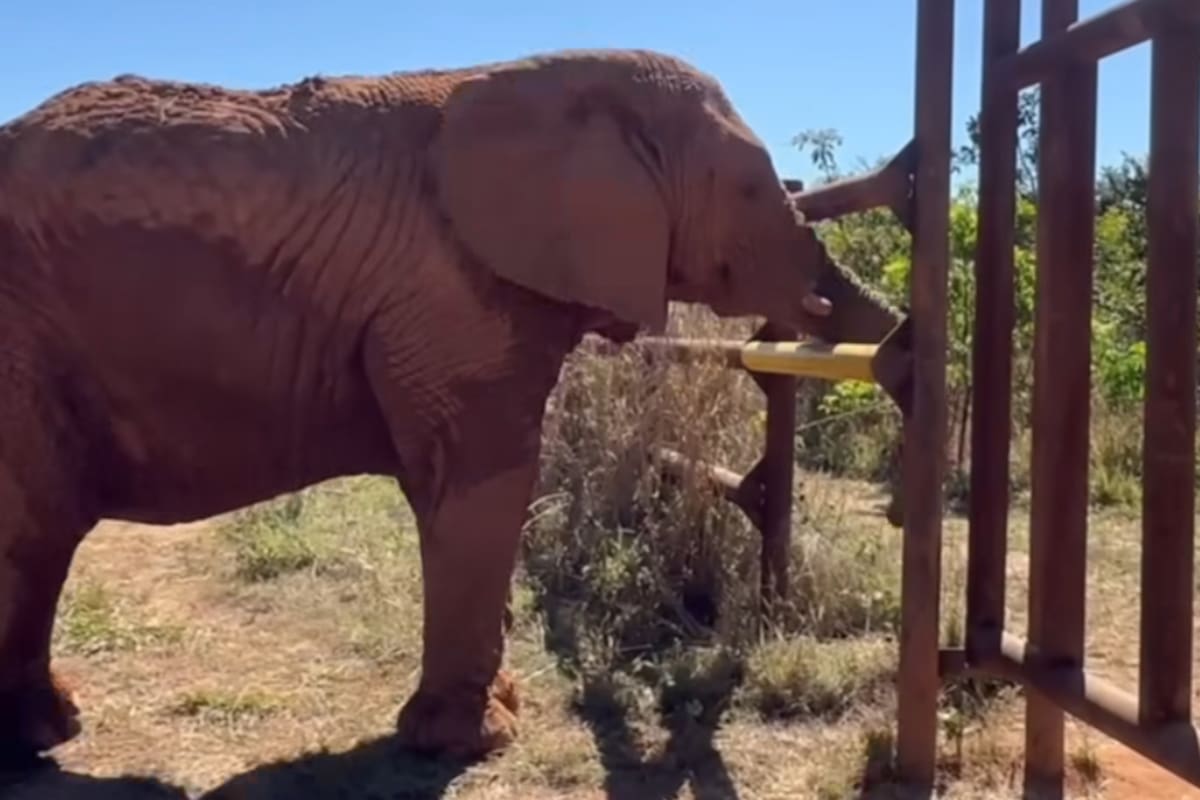 Después de un largo viaje entre Mendoza y el Mato Grosso, Kenya ya comienza a adaptarse a la nueva vida en libertad junto a Pupy